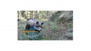 Cible 3D renard